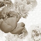 Miniatura fototapety Piwonie w odcieniach sepii