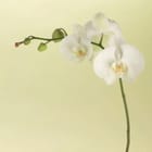 Miniatura fototapety Biała orchidea na łodydze