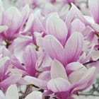 Miniatura fototapety Kwiaty Magnolii w Rozkwicie