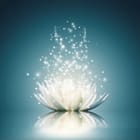 Miniatura fototapety Kwiat lotosu z iskrzącymi światłami