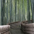 Miniatura fototapety Ścieżka w gęstym lesie bambusowym