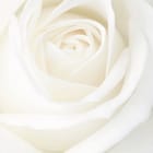 Miniatura fototapety Zbliżenie białej róży
