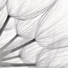 Miniatura fototapety Dmuchawce w zbliżeniu