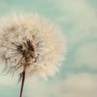 Miniatura fototapety Dmuchawiec na tle jasnego nieba