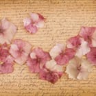 Miniatura fototapety Różowe płatki hortensji na tle