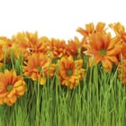 Miniatura fototapety Pomarańczowe kwiaty w trawie