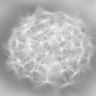 Miniatura fototapety Biały Dmuchawiec na Szarym Tle