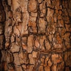 Miniatura fototapety Tekstura Kory Drzewa