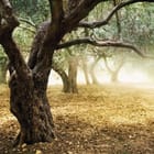 Miniatura fototapety Stare drzewo oliwne w lesie