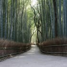 Miniatura fototapety Ścieżka w lesie bambusowym