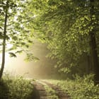 Miniatura fototapety Ścieżka w lesie o świcie