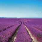 Miniatura fototapety Pole lawendy pod błękitnym niebem