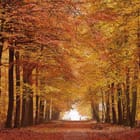 Miniatura fototapety Aleja drzew w jesiennym lesie