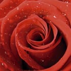 Miniatura fototapety Czerwone róże z kroplami wody