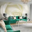 Miniatura fototapety Zbliżenie na Białą Różę we wnętrzu salonu