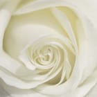 Miniatura fototapety Zbliżenie na Białą Różę