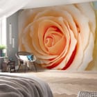 Miniatura fototapety Zbliżenie delikatnej róży we wnętrzu sypialni