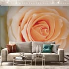 Miniatura fototapety Zbliżenie delikatnej róży we wnętrzu salonu