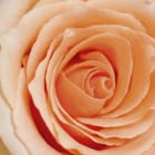 Miniatura fototapety Zbliżenie delikatnej róży