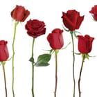 Miniatura fototapety Czerwone róże na białym tle