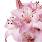 Miniatura fototapety Bukiet różowych lilii na bieli