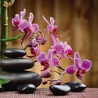 Miniatura fototapety Orchidee i kamienie w harmonii