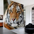 Miniatura fototapety Tygrysie spojrzenie w detalu we wnętrzu salonu