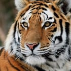 Miniatura fototapety Tygrysie spojrzenie w detalu