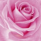 Miniatura fototapety Różowy kwiat róży z detalami