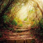 Miniatura fototapety Ścieżka w lesie o świcie