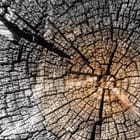 Miniatura fototapety Przekrój pnia drzewa z bliska