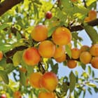 Miniatura fototapety Gałąź z dojrzałymi owocami