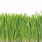 Miniatura fototapety Zielona trawa z kroplami wody