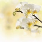 Miniatura fototapety Białe orchidee na gałązce