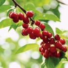 Miniatura fototapety Czerwone Wiśnie na Gałęzi