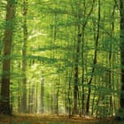 Miniatura fototapety Las o świcie z promieniami słońca