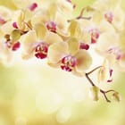 Miniatura fototapety Orchidee w pastelowych barwach
