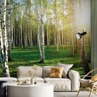 Miniatura fototapety Brzozowy las w słońcu we wnętrzu salonu