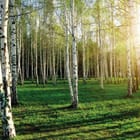 Miniatura fototapety Brzozowy las w słońcu