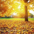 Miniatura fototapety Las o świcie z żółtymi liśćmi