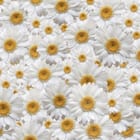 Miniatura fototapety Margaretki w Bieli i Żółci