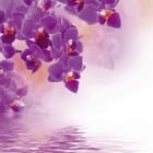 Miniatura fototapety Fioletowe orchidee nad wodą