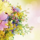 Miniatura fototapety Kolorowe kwiaty polne w pastelach