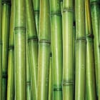 Miniatura fototapety Urok zielonych łodyg bambusa