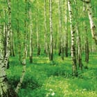 Miniatura fototapety Las brzozowy z zielonym poszyciem