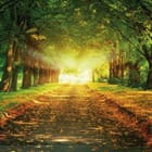 Miniatura fototapety Ścieżka wśród drzew o świcie