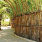 Miniatura fototapety Tunel z bambusowych łuków