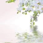 Miniatura fototapety Biała orchidea nad wodą