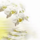 Miniatura fototapety Białe orchidee nad wodą
