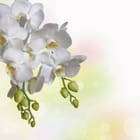 Miniatura fototapety Białe Orchidee na Gałązce